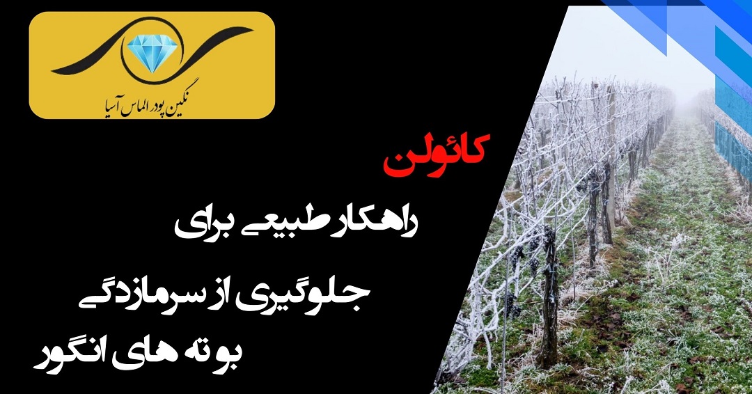 کاربرد کائولن نگین پودر الماس آسیا در ضد یخ کردن بوتههای انگور
