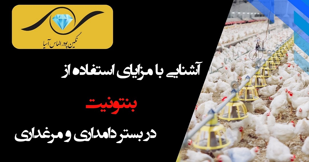 بنتونیت؛ گنجینهای پنهان در بستر دام و طیور