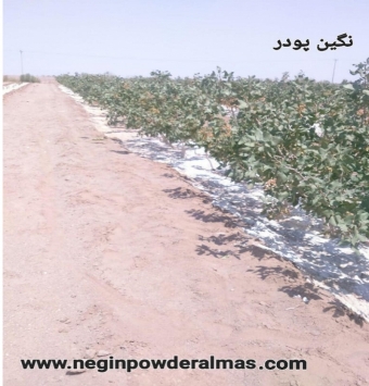 بنتونیت کشاورزی