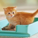 خاک گربه (Cat Litter)