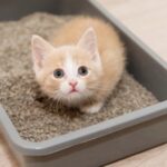 خاک گربه (Cat Litter)